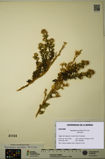 Haplopappus parvifolius [Espécimen: ULS:ULS:0021034]