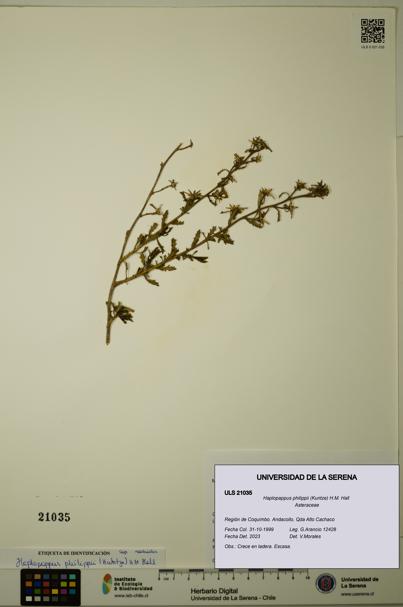 Haplopappus philippii [Espécimen: ULS:ULS:0021035]