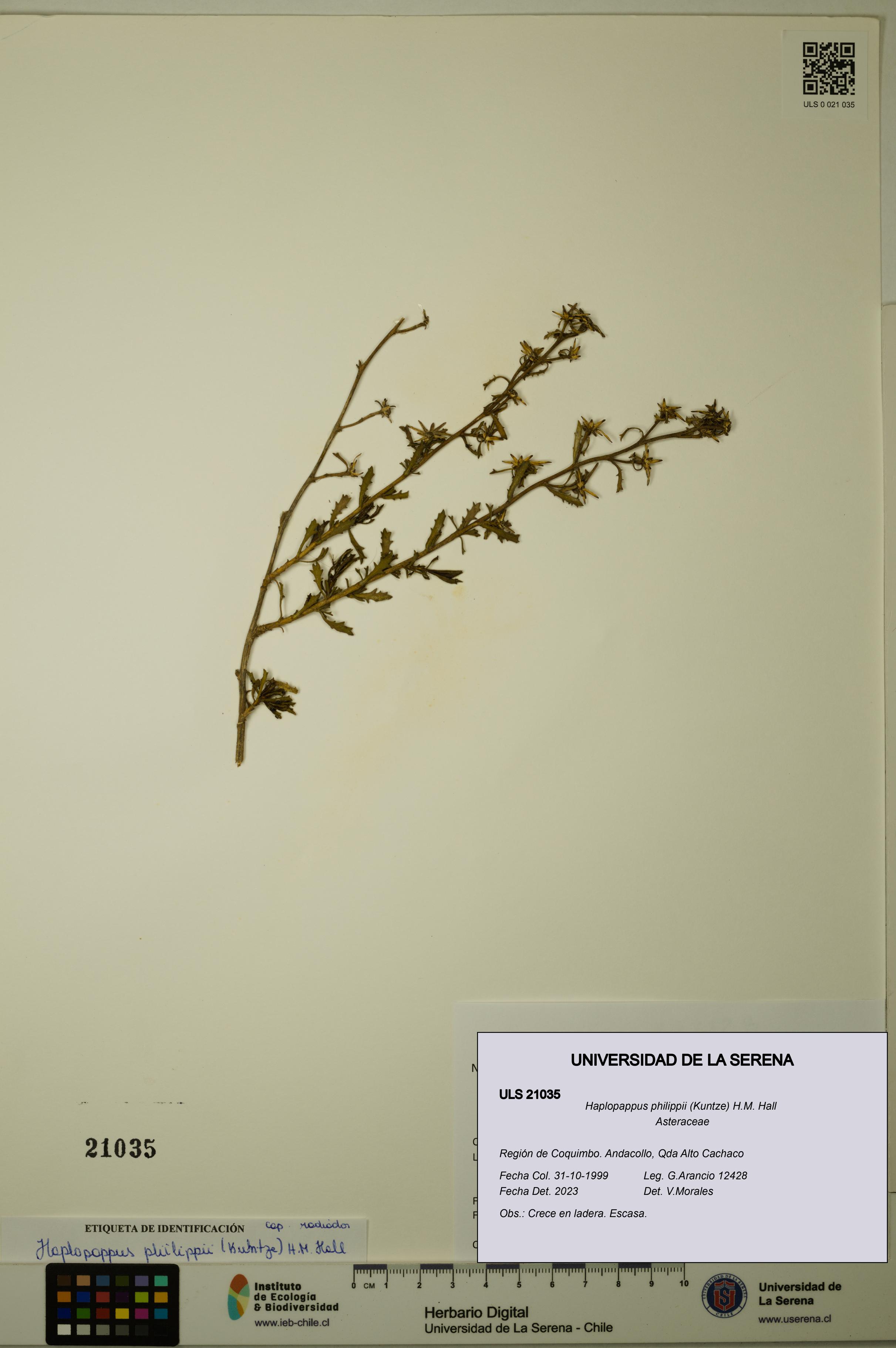 Haplopappus philippii [Espécimen: ULS:ULS:0021035]