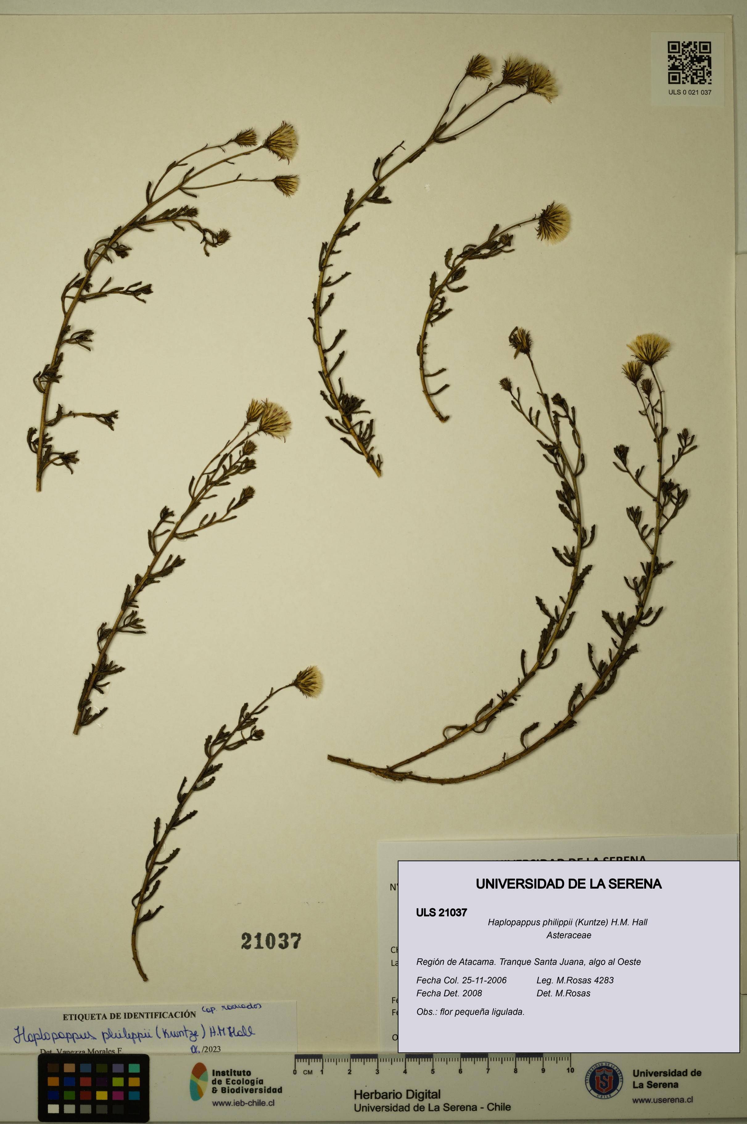Haplopappus philippii [Espécimen: ULS:ULS:0021037]
