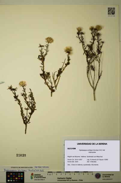 Haplopappus philippii [Espécimen: ULS:ULS:0021038]