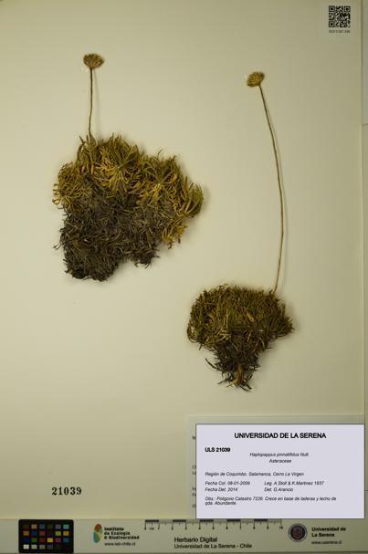 Haplopappus pinnatifidus [Espécimen: ULS:ULS:0021039]