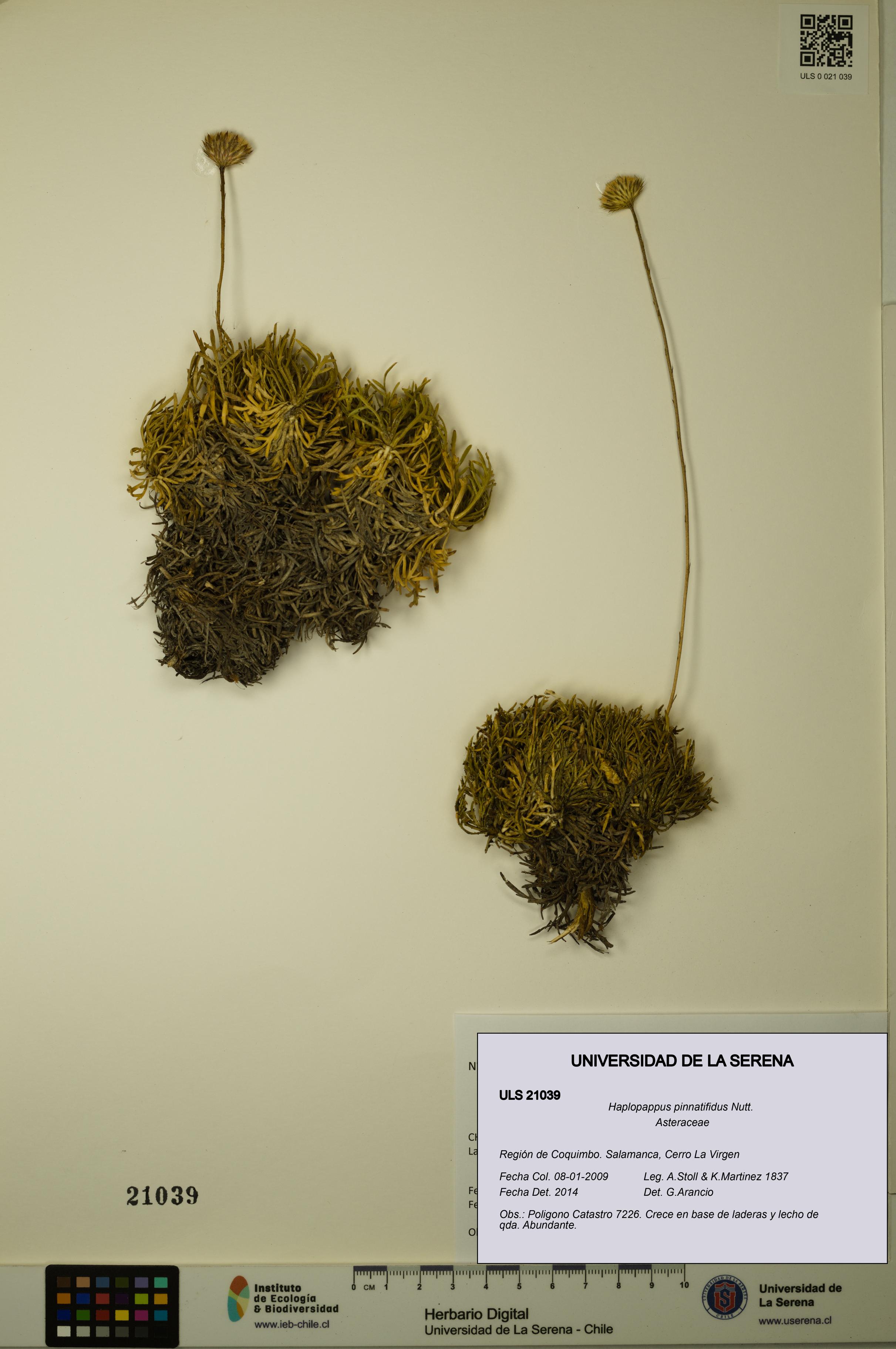 Haplopappus pinnatifidus [Espécimen: ULS:ULS:0021039]