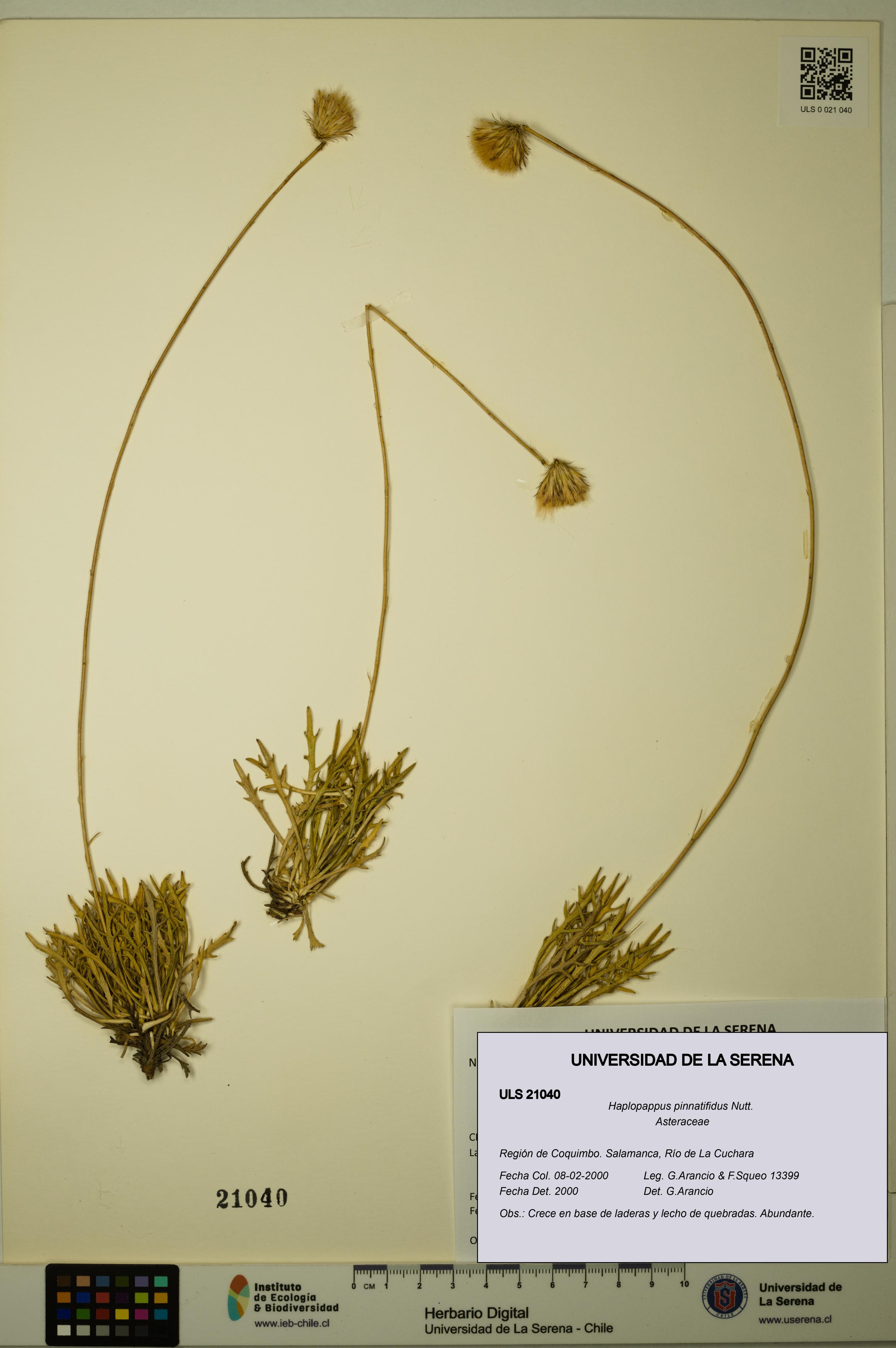 Haplopappus pinnatifidus [Espécimen: ULS:ULS:0021040]