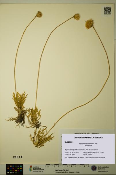 Haplopappus pinnatifidus [Espécimen: ULS:ULS:0021041]