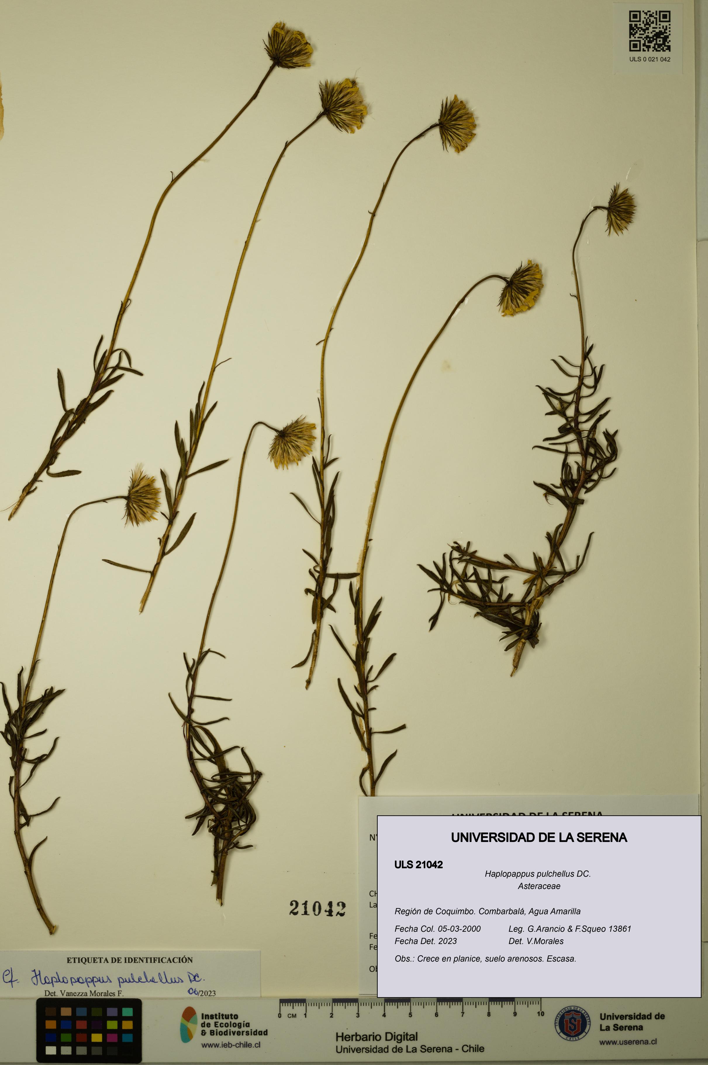 Haplopappus pulchellus [Espécimen: ULS:ULS:0021042]