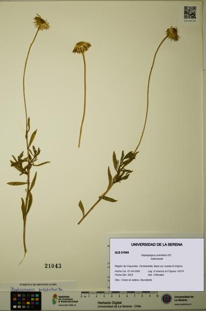 Haplopappus pulchellus [Espécimen: ULS:ULS:0021043]