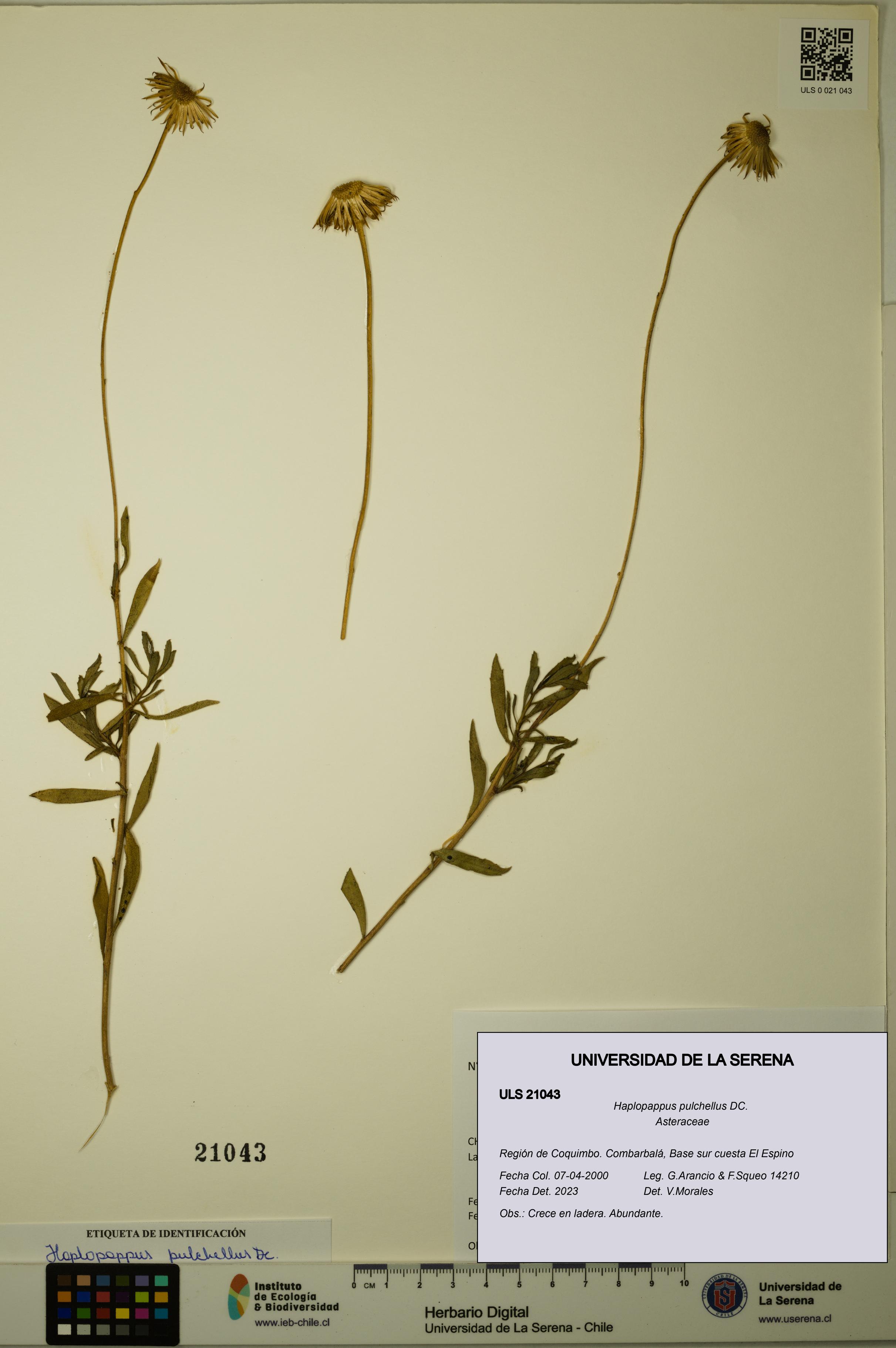 Haplopappus pulchellus [Espécimen: ULS:ULS:0021043]