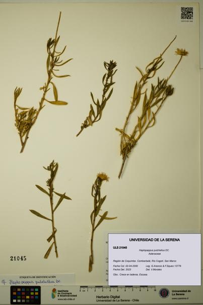 Haplopappus pulchellus [Espécimen: ULS:ULS:0021045]