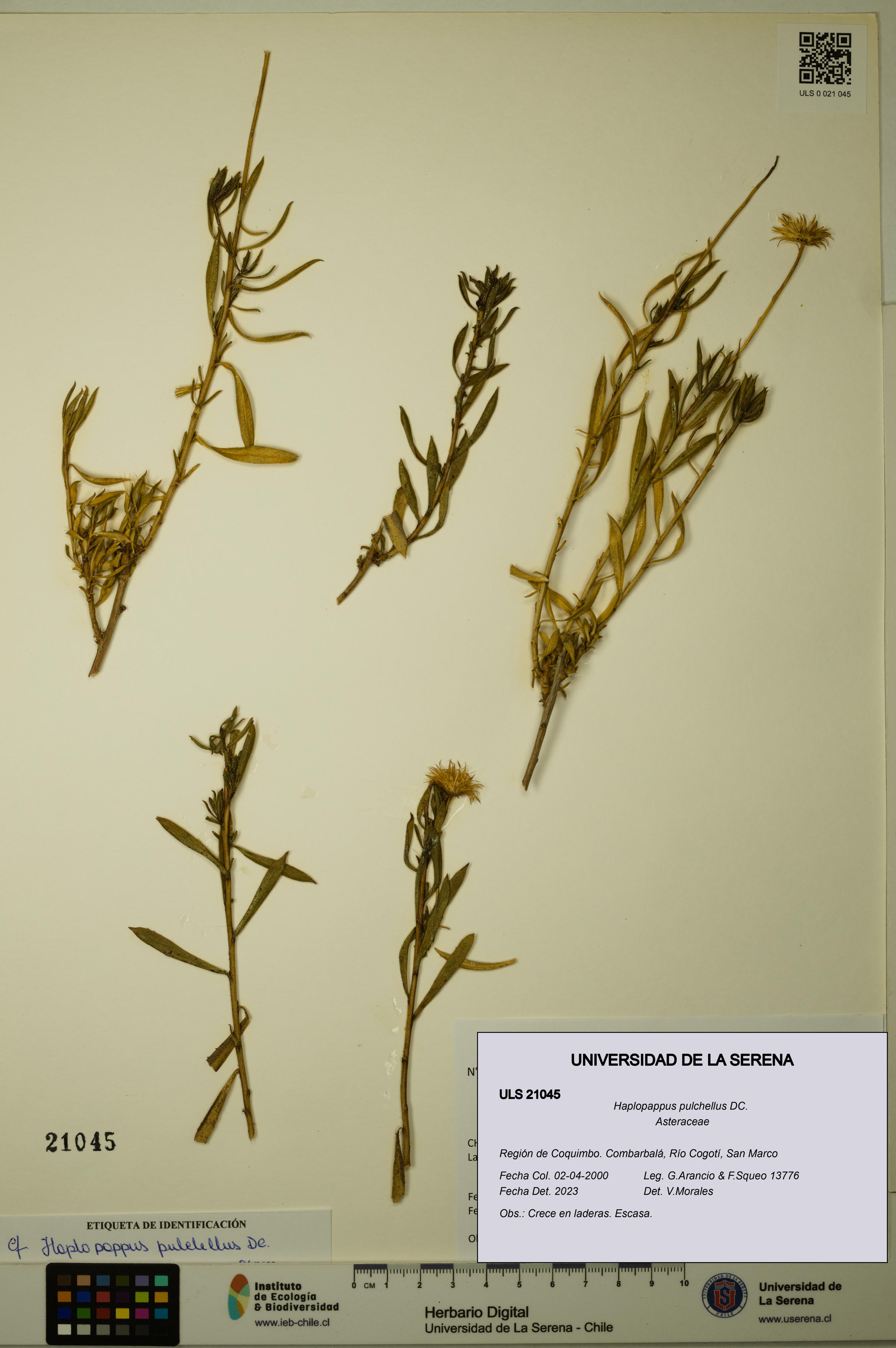 Haplopappus pulchellus [Espécimen: ULS:ULS:0021045]