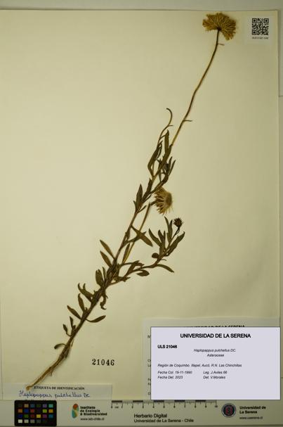Haplopappus pulchellus [Espécimen: ULS:ULS:0021046]