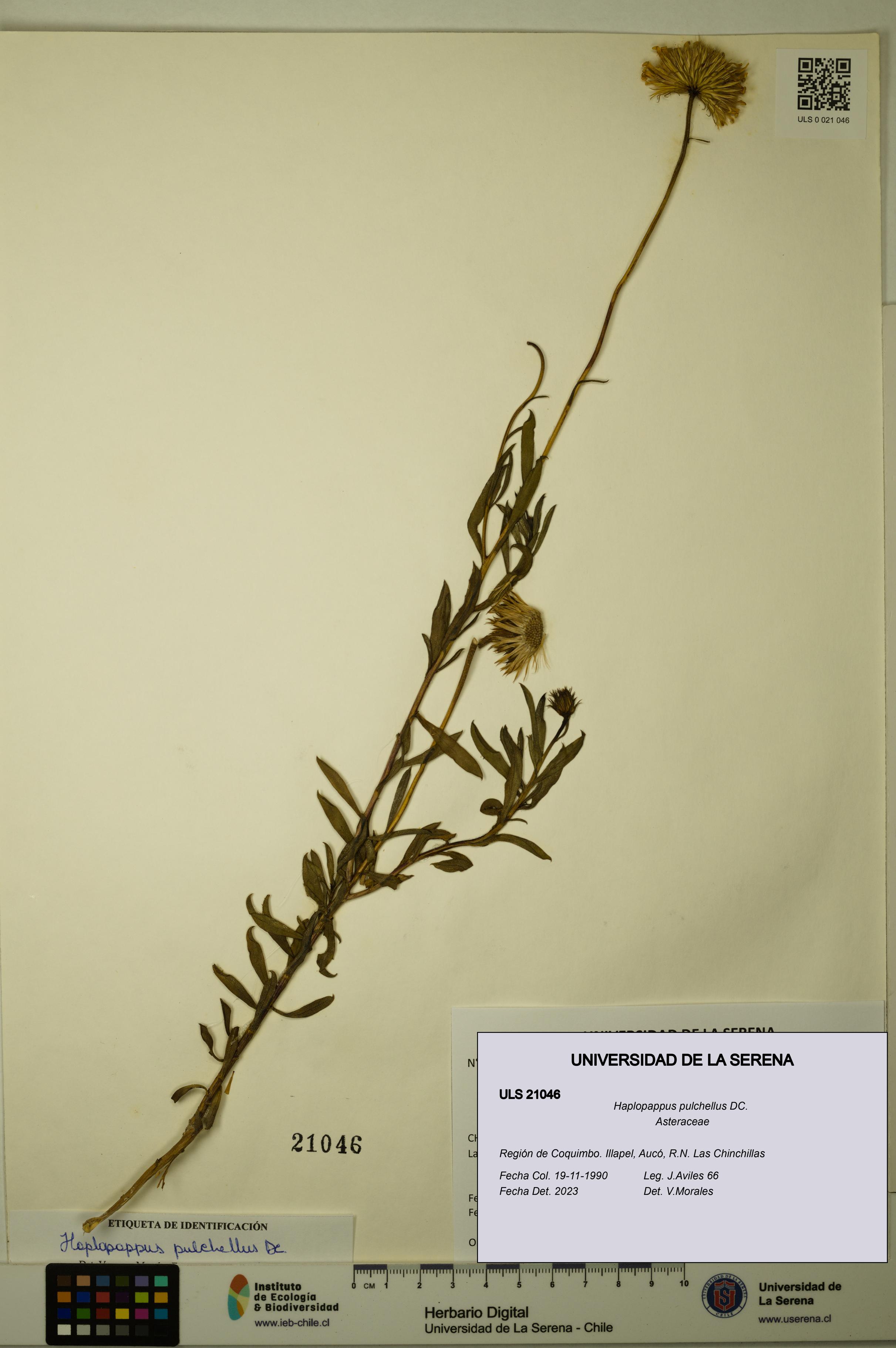 Haplopappus pulchellus [Espécimen: ULS:ULS:0021046]