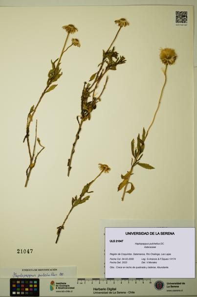 Haplopappus pulchellus [Espécimen: ULS:ULS:0021047]