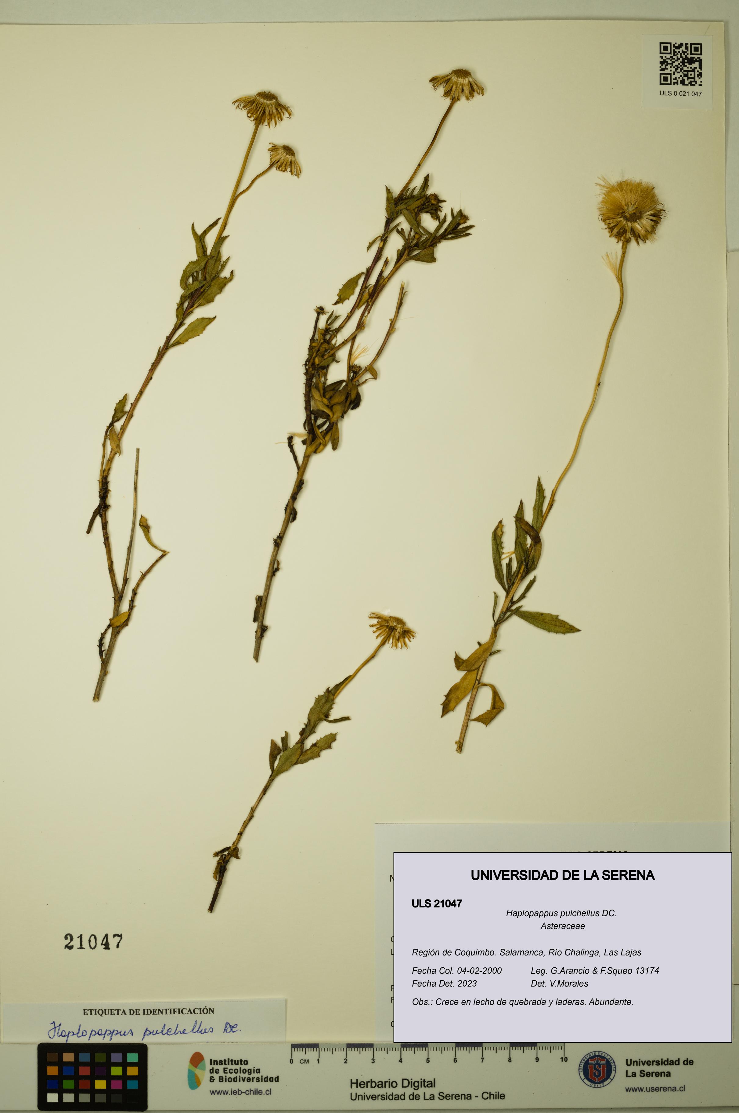 Haplopappus pulchellus [Espécimen: ULS:ULS:0021047]