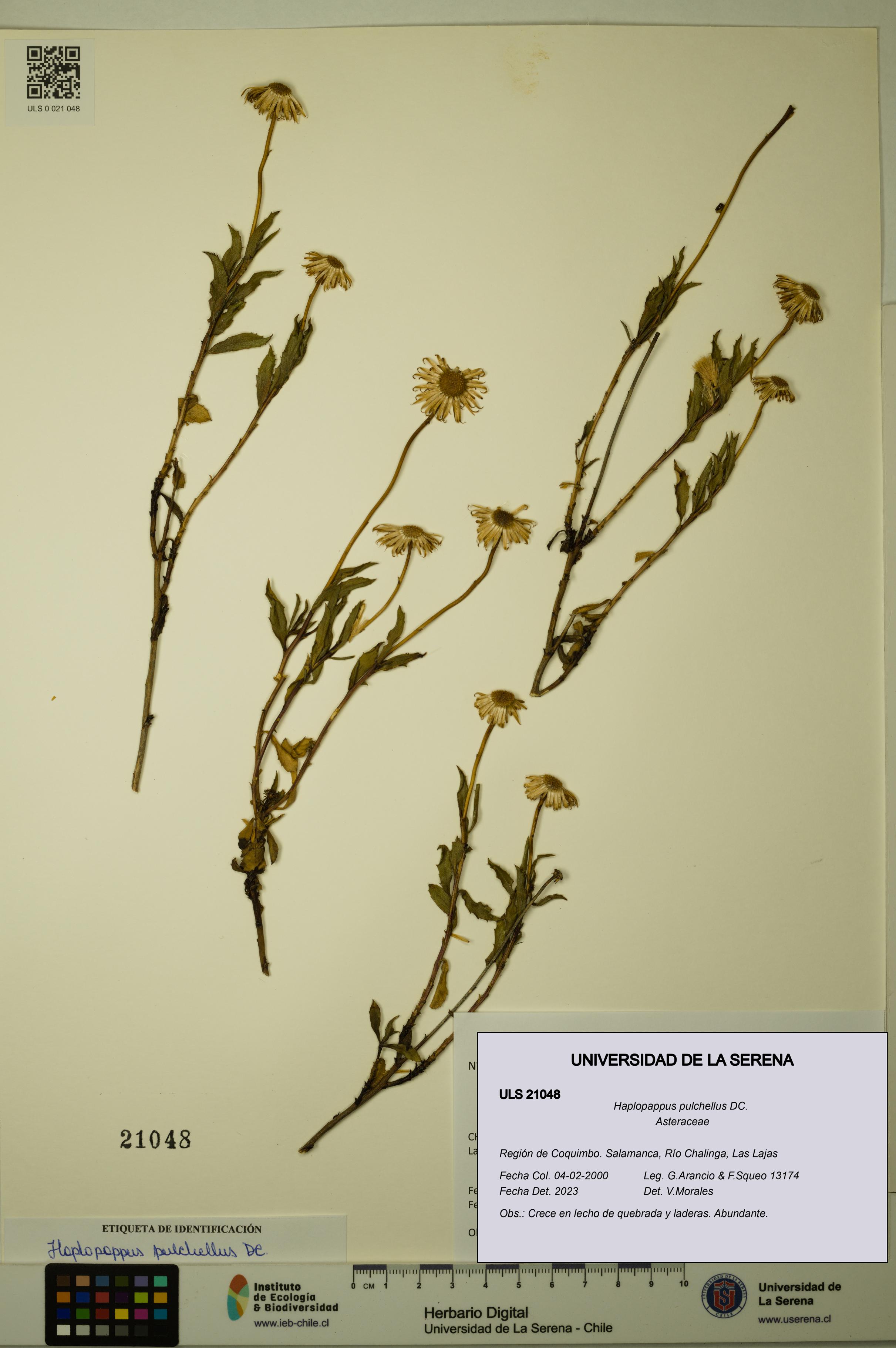 Haplopappus pulchellus [Espécimen: ULS:ULS:0021048]