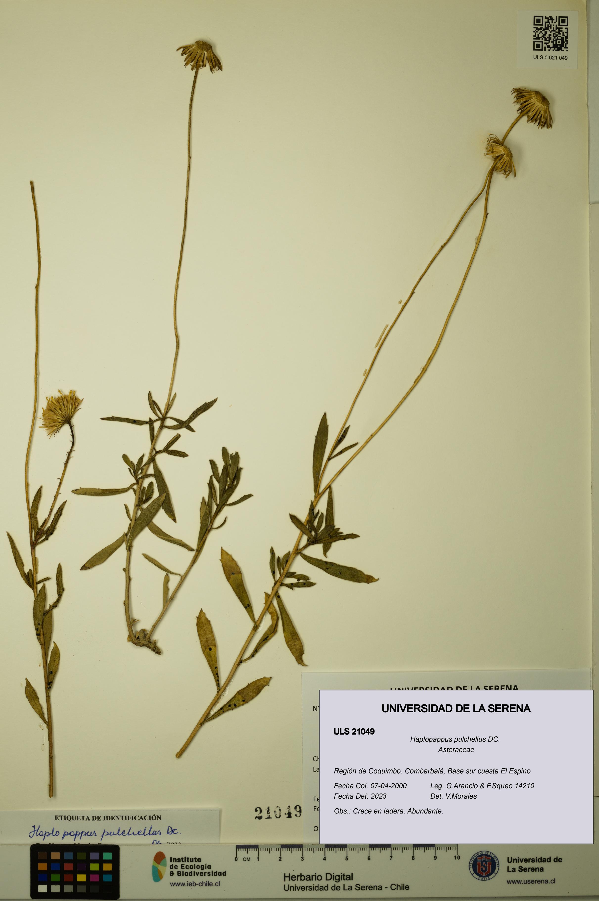 Haplopappus pulchellus [Espécimen: ULS:ULS:0021049]