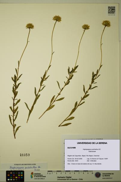 Haplopappus pulchellus [Espécimen: ULS:ULS:0021050]