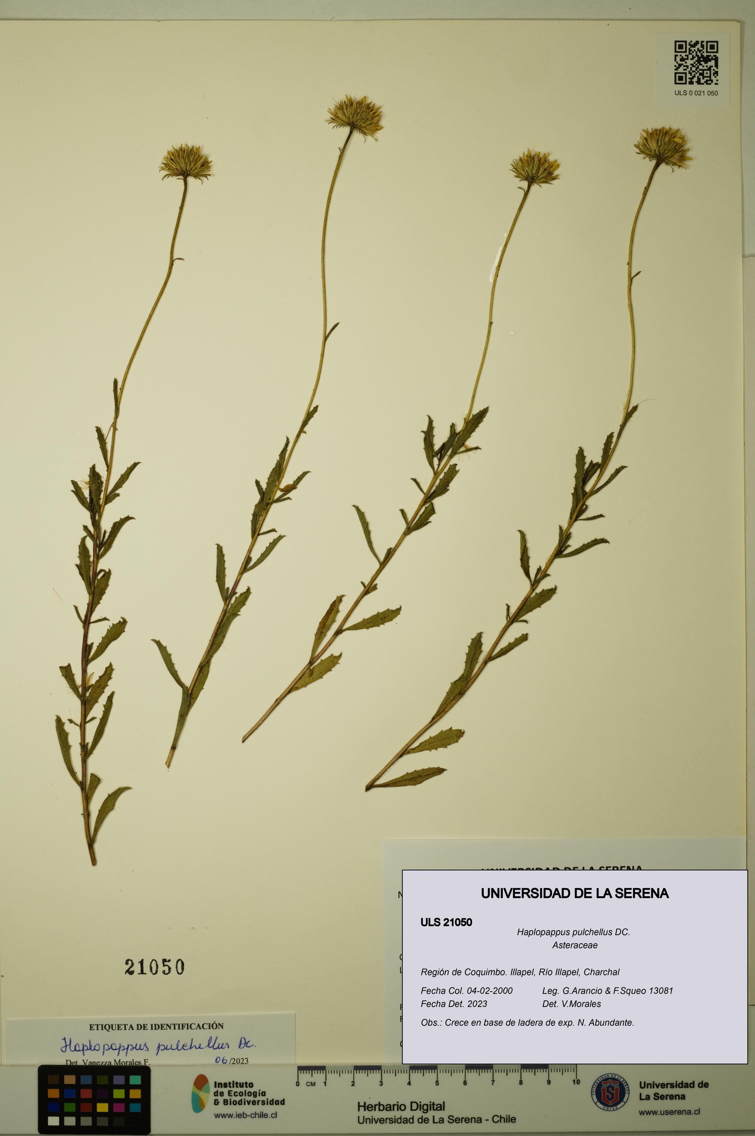 Haplopappus pulchellus [Espécimen: ULS:ULS:0021050]