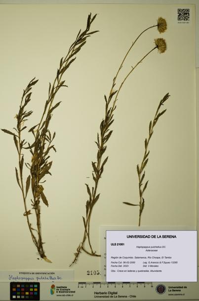 Haplopappus pulchellus [Espécimen: ULS:ULS:0021051]