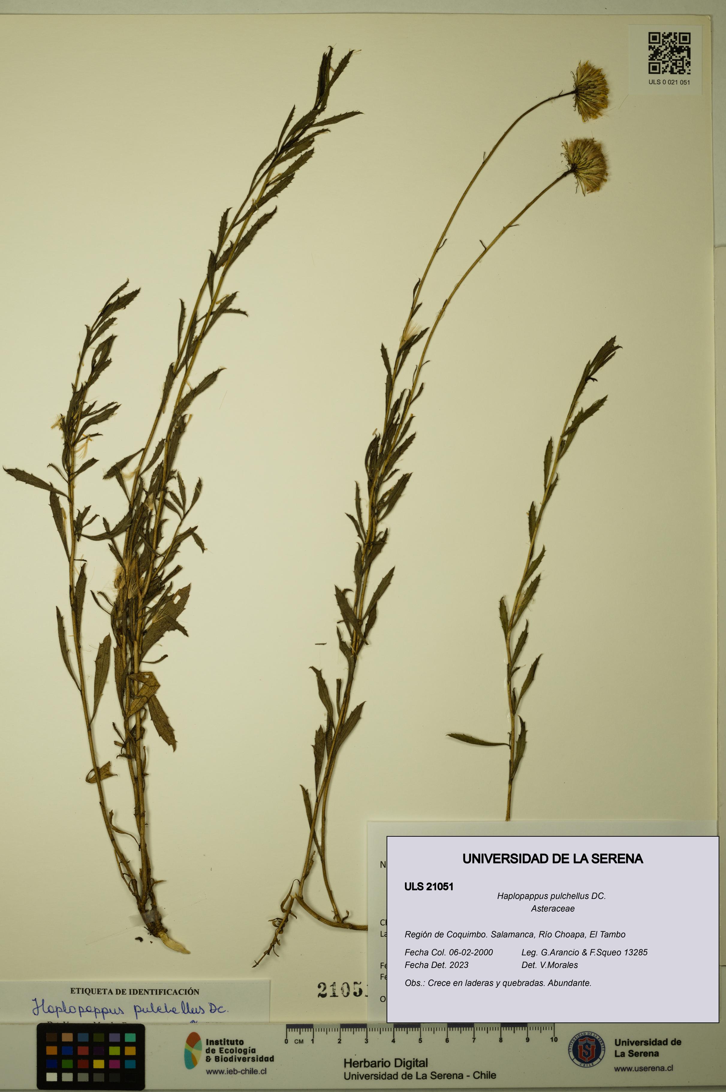 Haplopappus pulchellus [Espécimen: ULS:ULS:0021051]