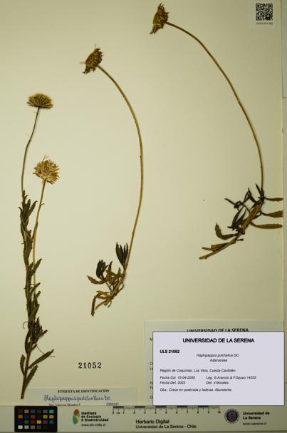 Haplopappus pulchellus [Espécimen: ULS:ULS:0021052]