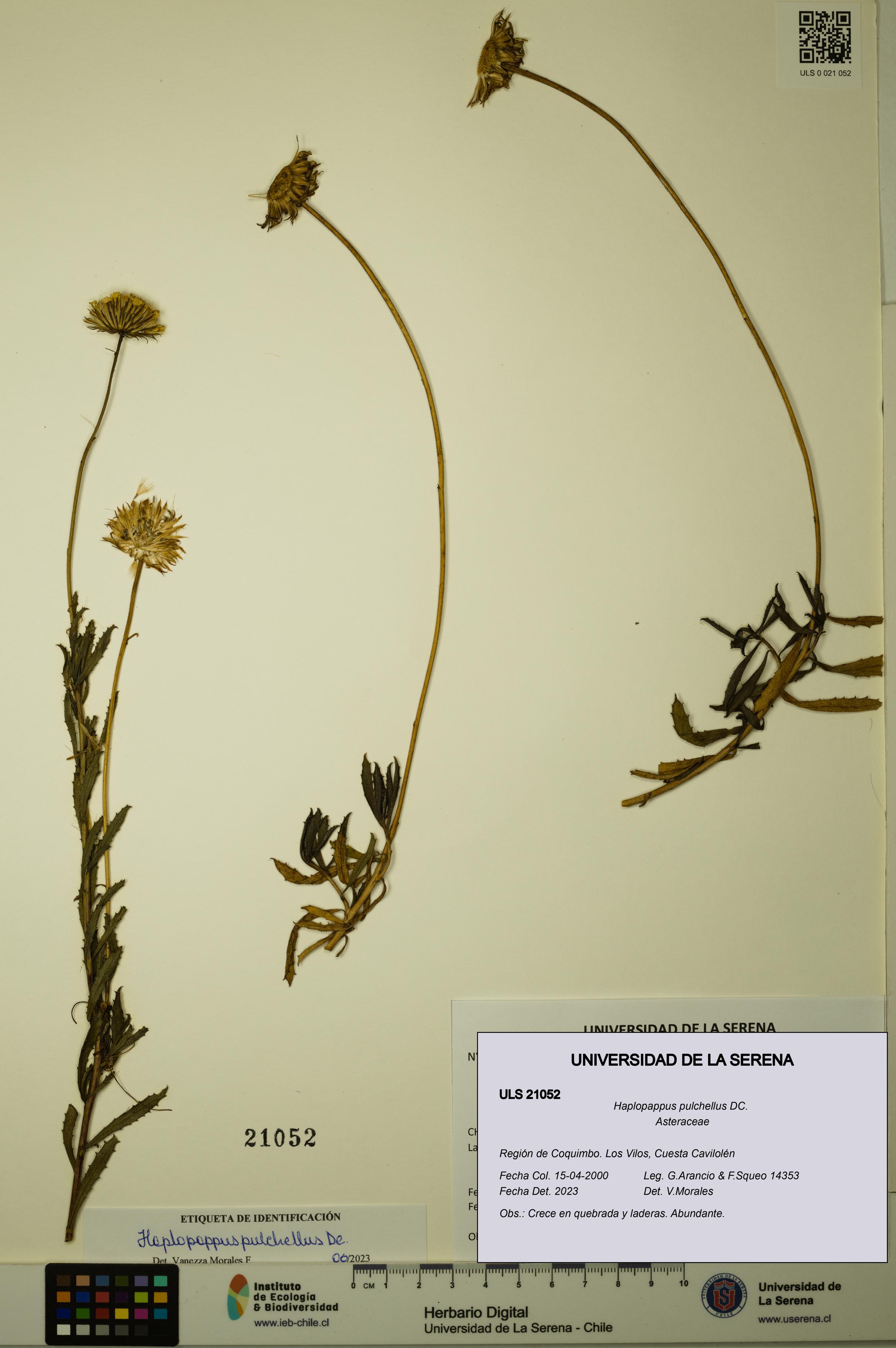 Haplopappus pulchellus [Espécimen: ULS:ULS:0021052]