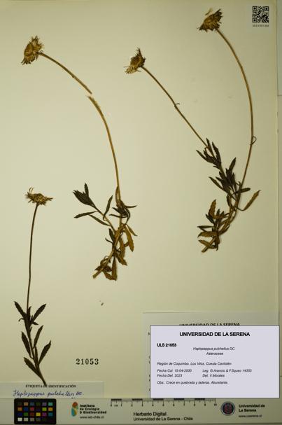 Haplopappus pulchellus [Espécimen: ULS:ULS:0021053]