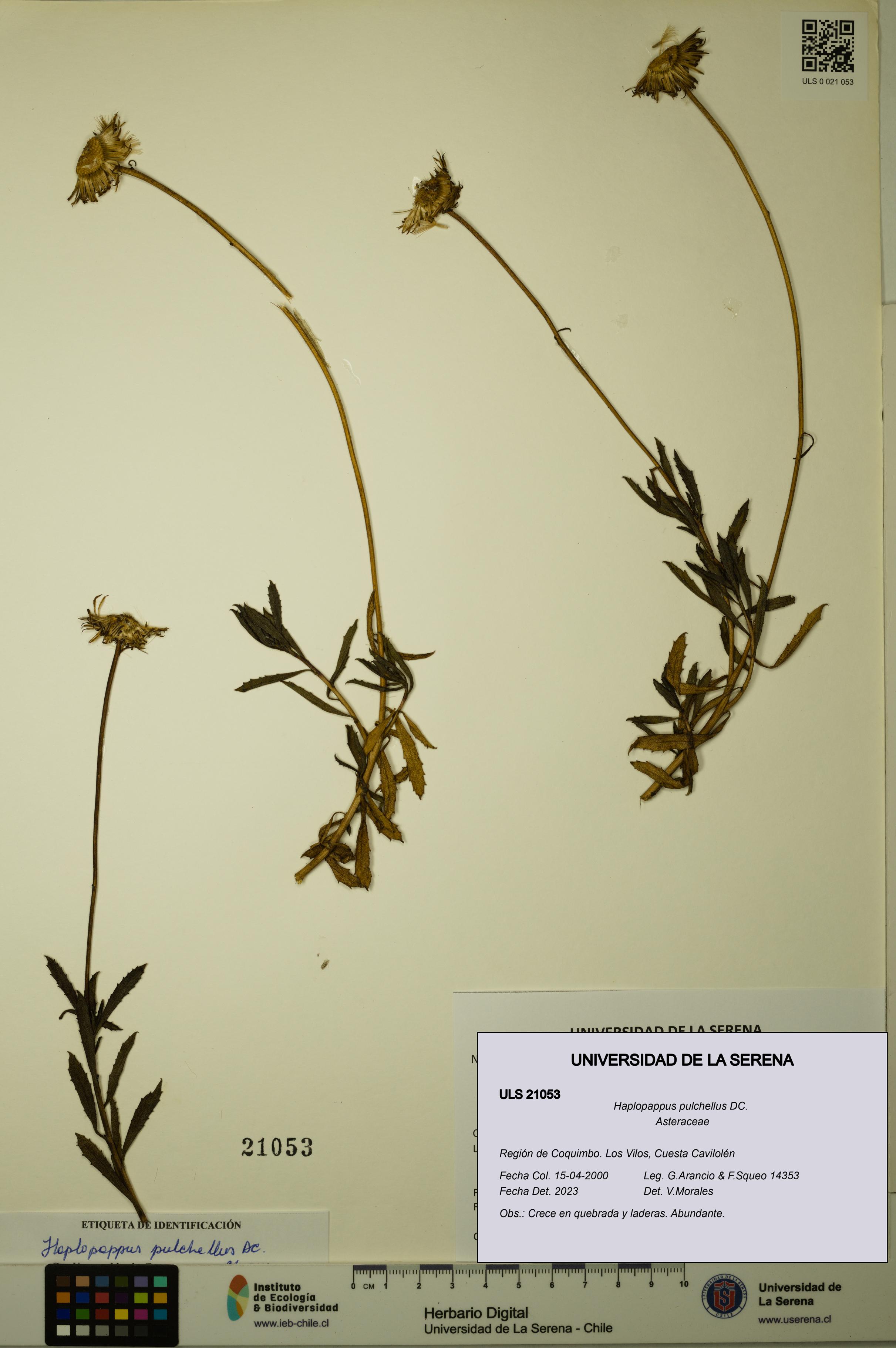 Haplopappus pulchellus [Espécimen: ULS:ULS:0021053]