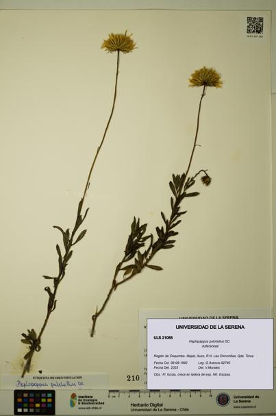 Haplopappus pulchellus [Espécimen: ULS:ULS:0021055]
