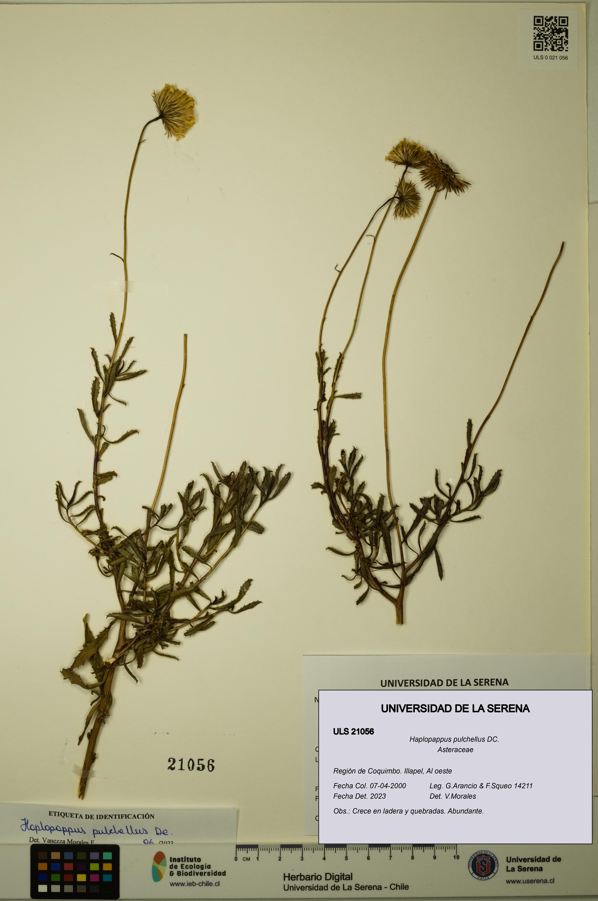Haplopappus pulchellus [Espécimen: ULS:ULS:0021056]