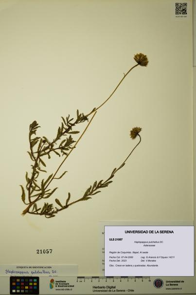 Haplopappus pulchellus [Espécimen: ULS:ULS:0021057]