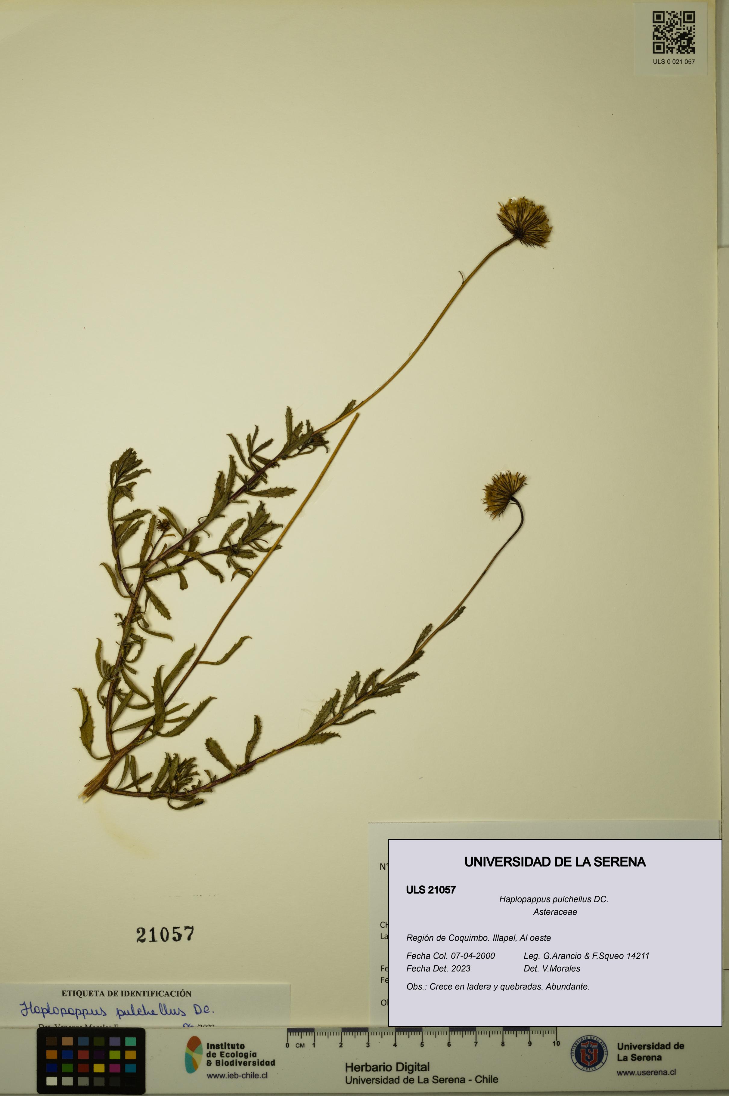 Haplopappus pulchellus [Espécimen: ULS:ULS:0021057]