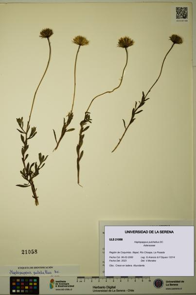 Haplopappus pulchellus [Espécimen: ULS:ULS:0021058]