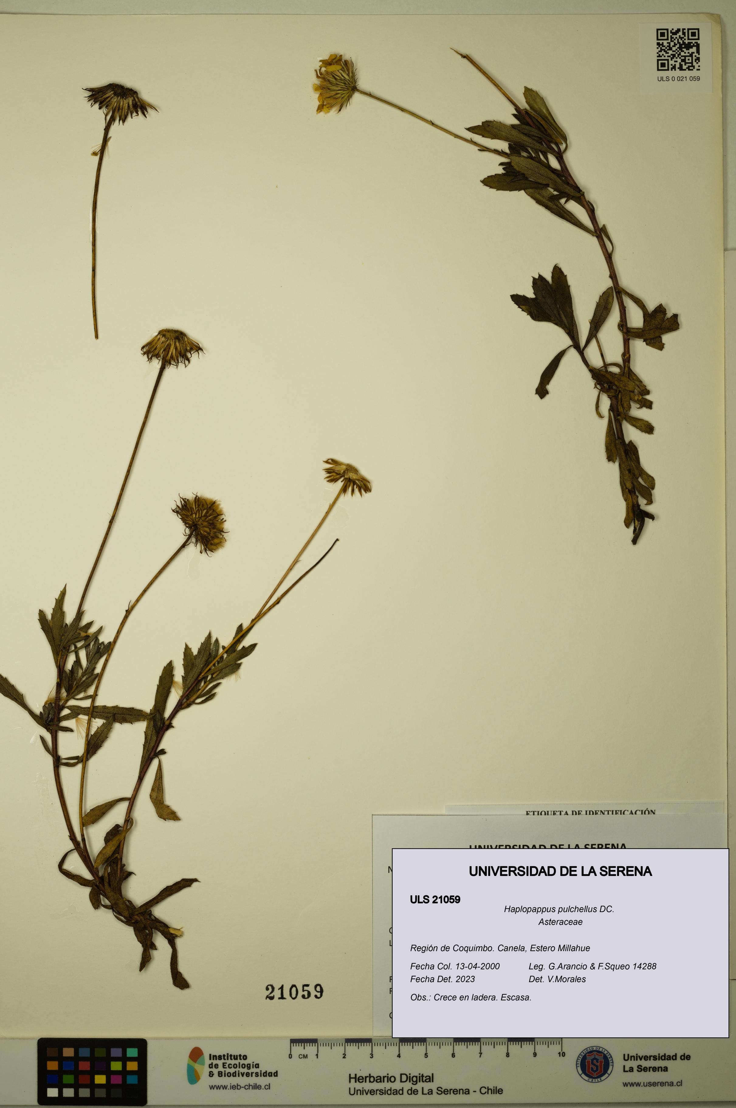 Haplopappus pulchellus [Espécimen: ULS:ULS:0021059]