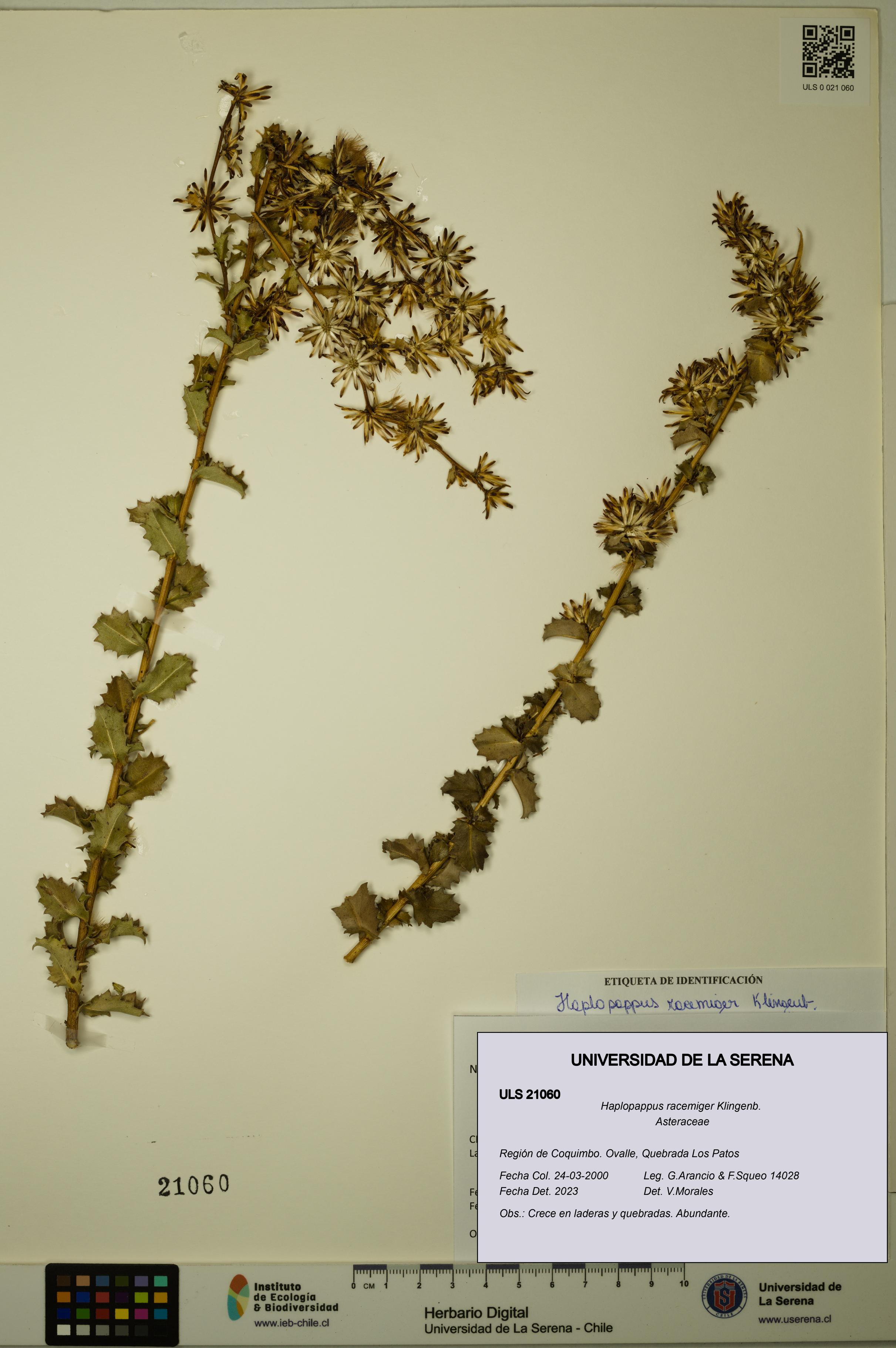 Haplopappus racemiger [Espécimen: ULS:ULS:0021060]