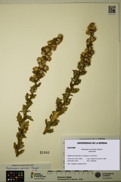 Haplopappus racemiger [Espécimen: ULS:ULS:0021061]