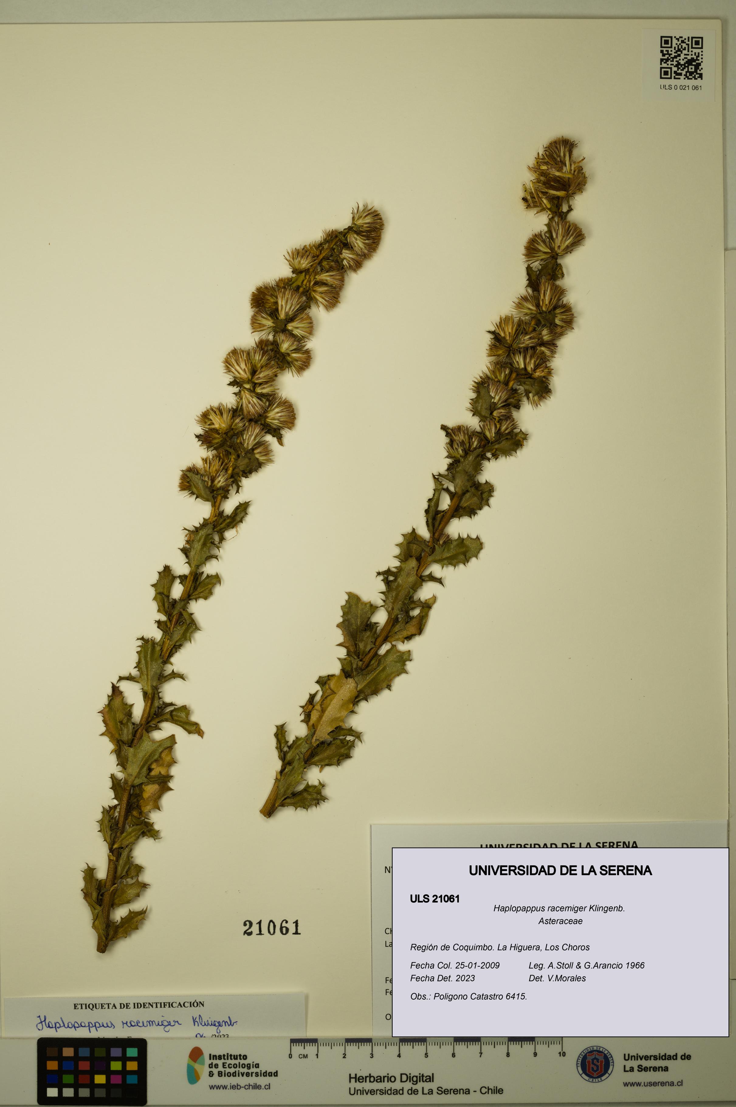 Haplopappus racemiger [Espécimen: ULS:ULS:0021061]