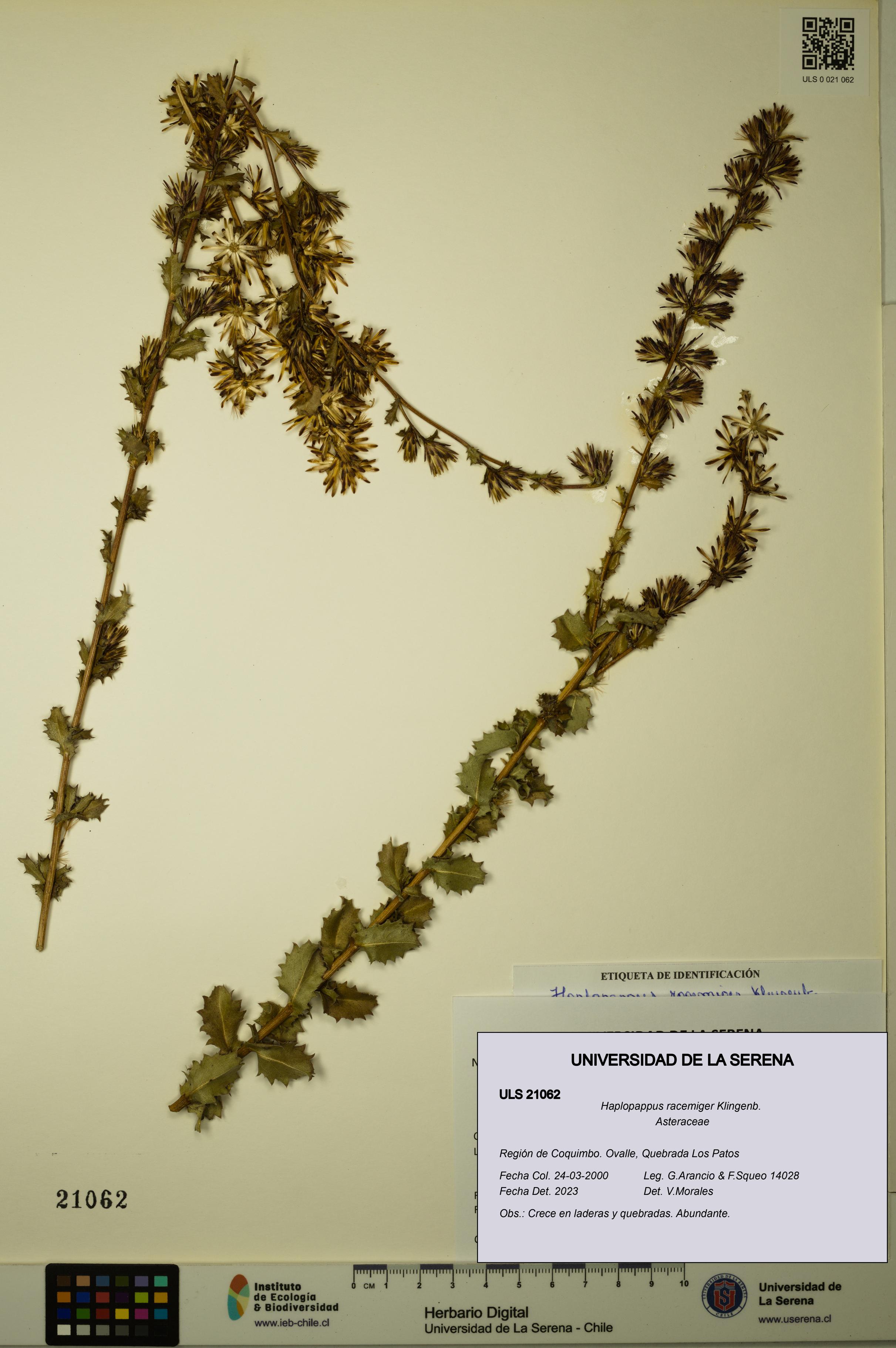 Haplopappus racemiger [Espécimen: ULS:ULS:0021062]