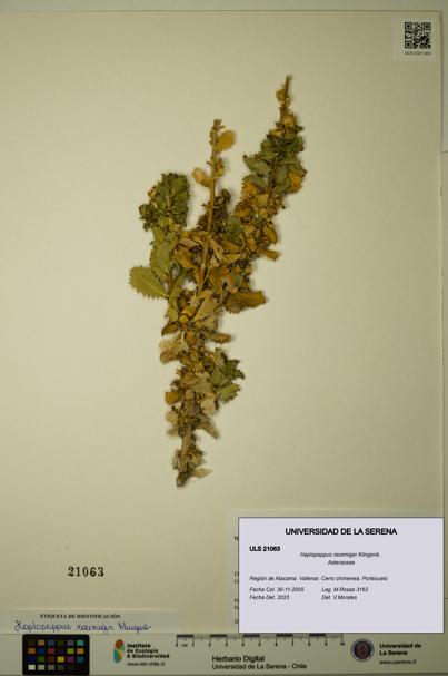 Haplopappus racemiger [Espécimen: ULS:ULS:0021063]