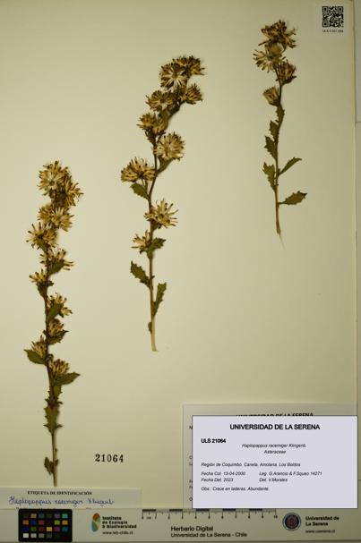 Haplopappus racemiger [Espécimen: ULS:ULS:0021064]