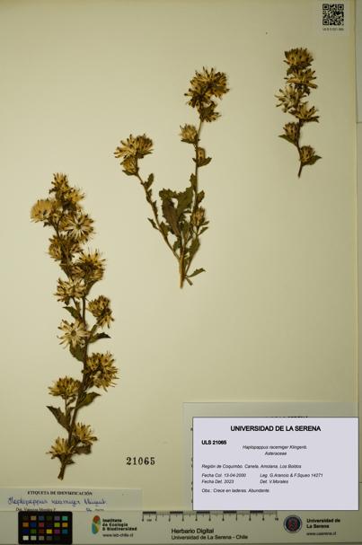 Haplopappus racemiger [Espécimen: ULS:ULS:0021065]