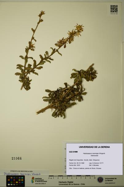 Haplopappus racemiger [Espécimen: ULS:ULS:0021066]