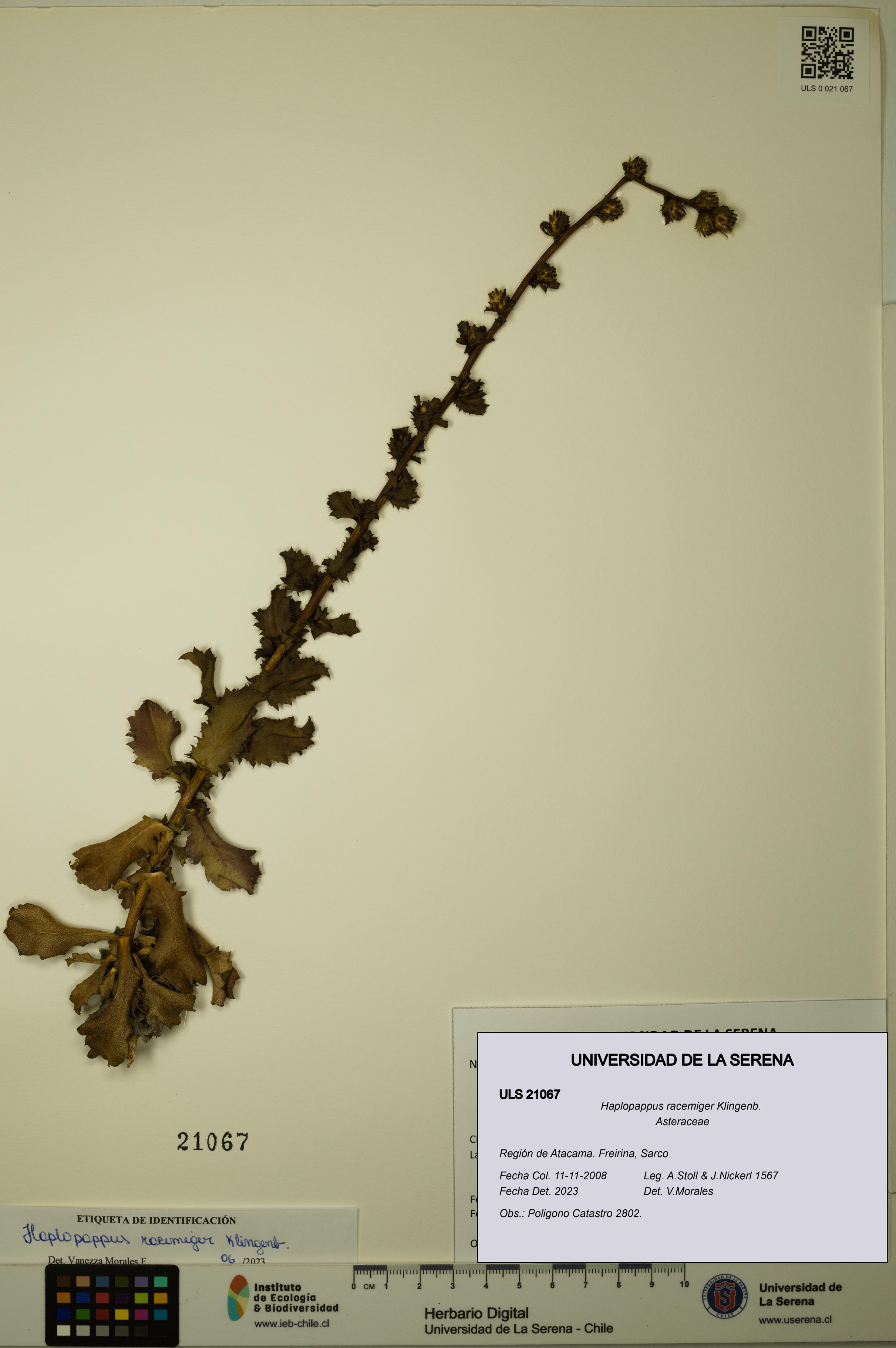 Haplopappus racemiger [Espécimen: ULS:ULS:0021067]