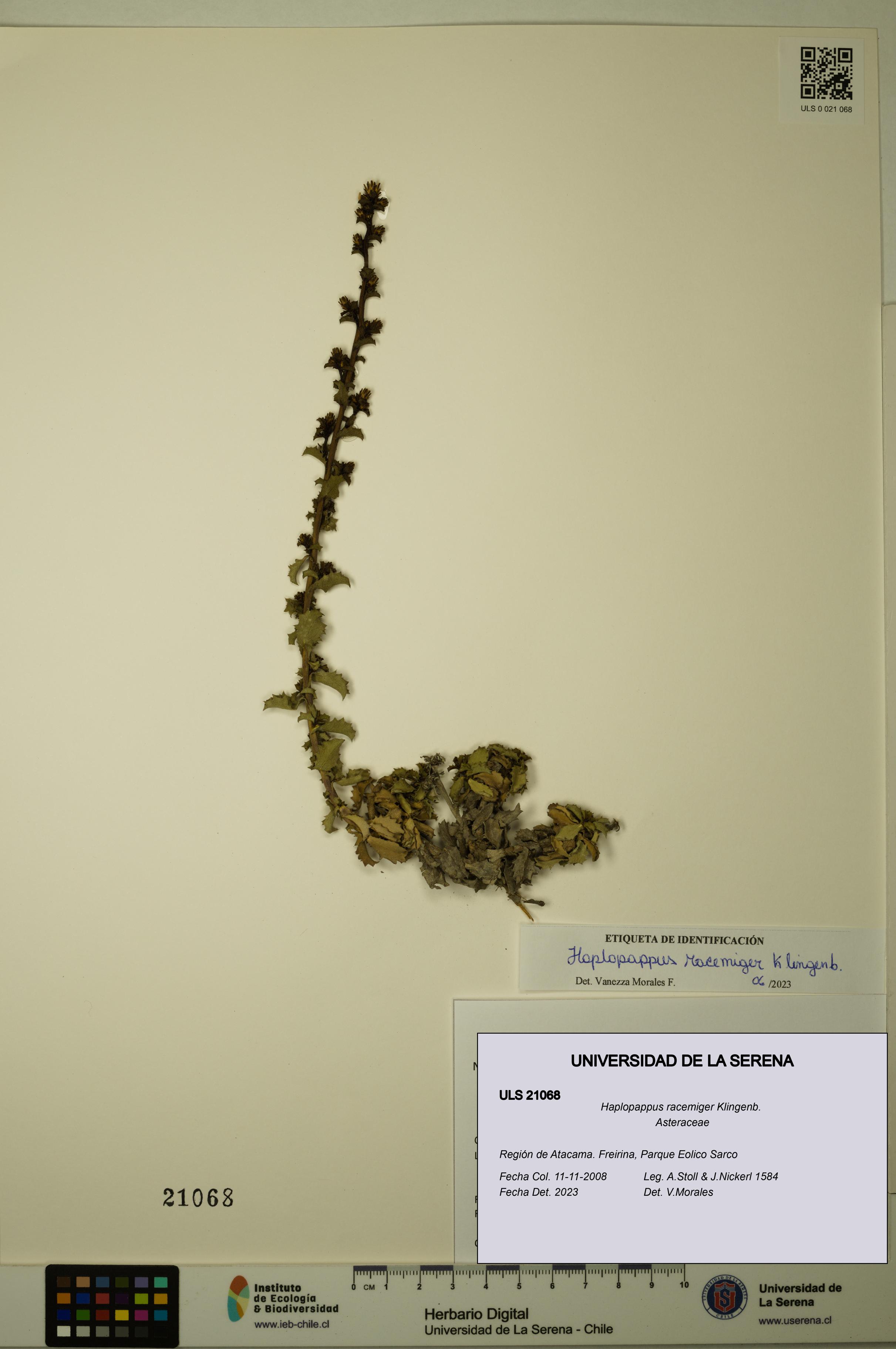 Haplopappus racemiger [Espécimen: ULS:ULS:0021068]