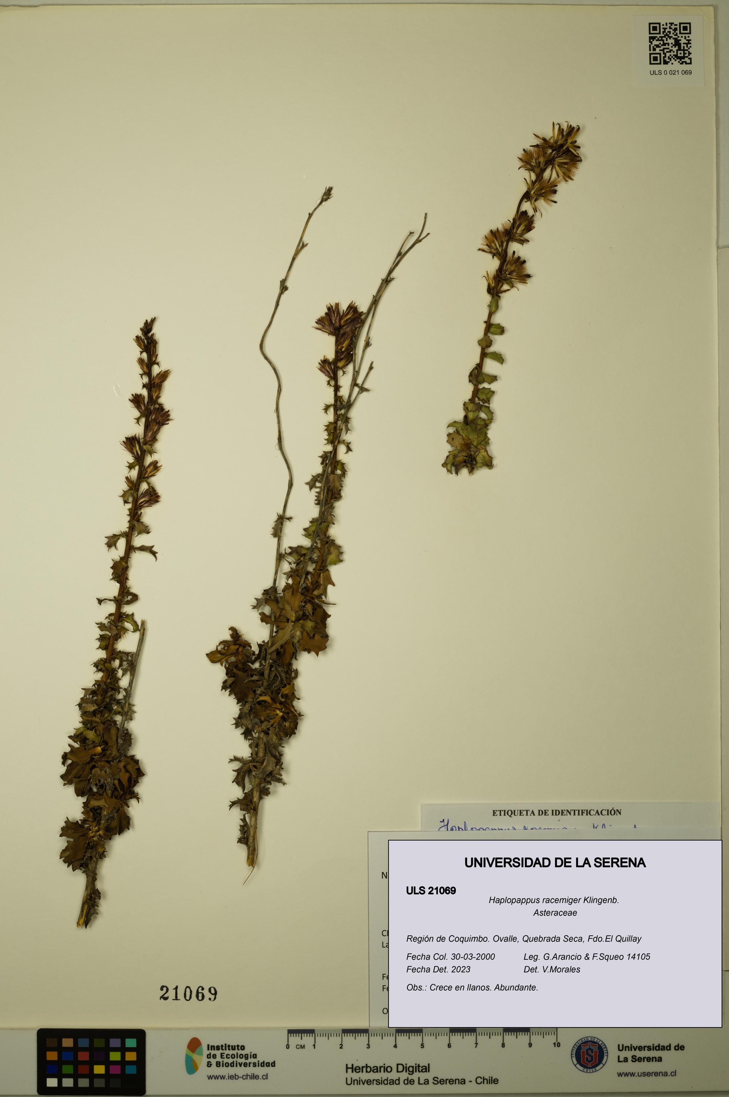 Haplopappus racemiger [Espécimen: ULS:ULS:0021069]