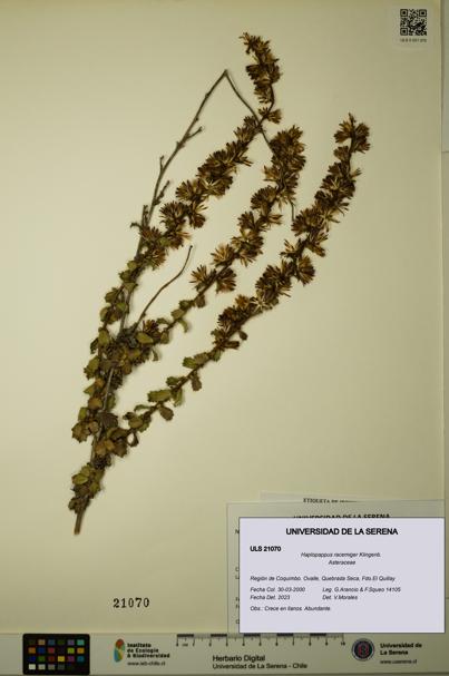 Haplopappus racemiger [Espécimen: ULS:ULS:0021070]