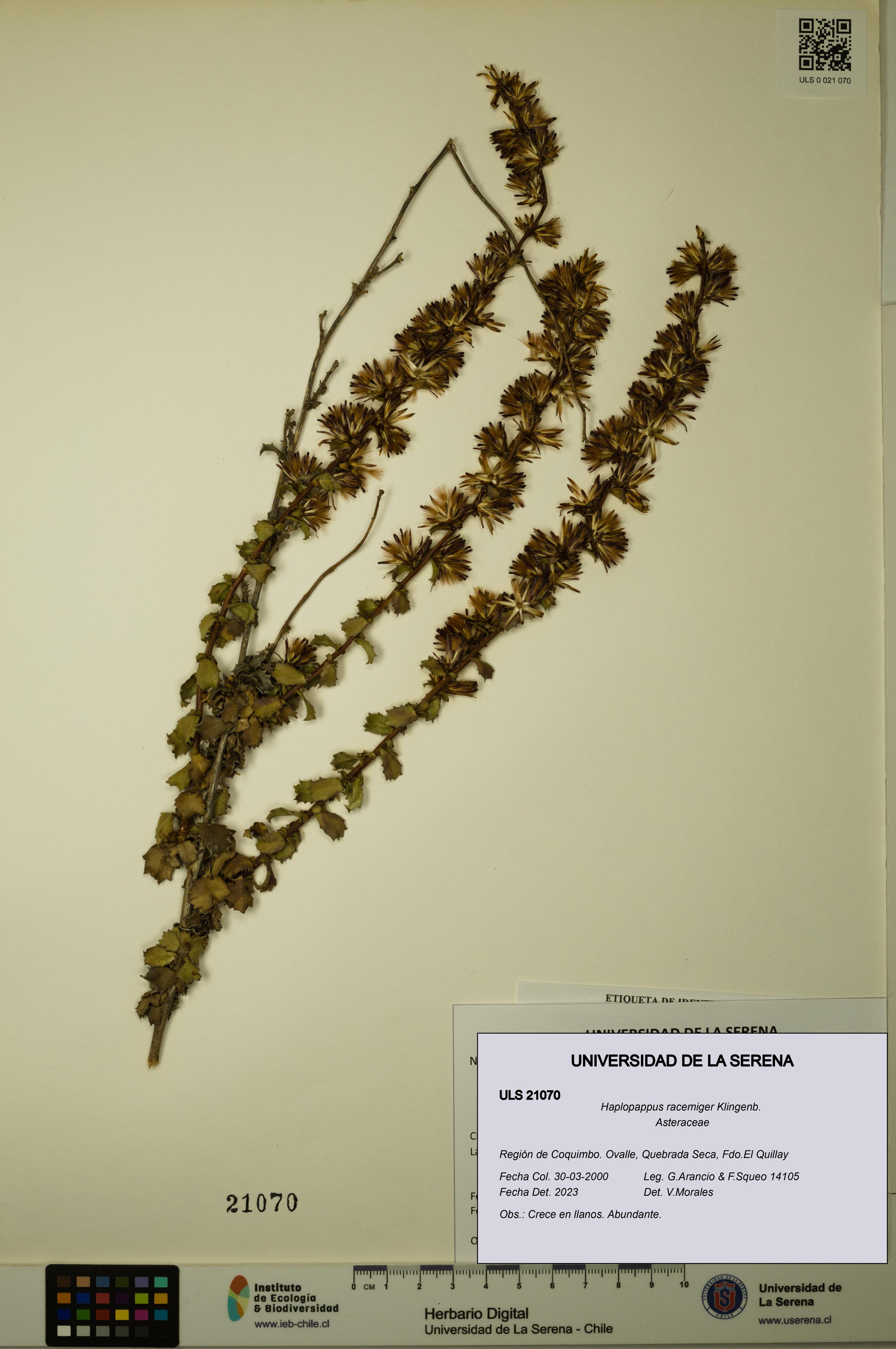Haplopappus racemiger [Espécimen: ULS:ULS:0021070]