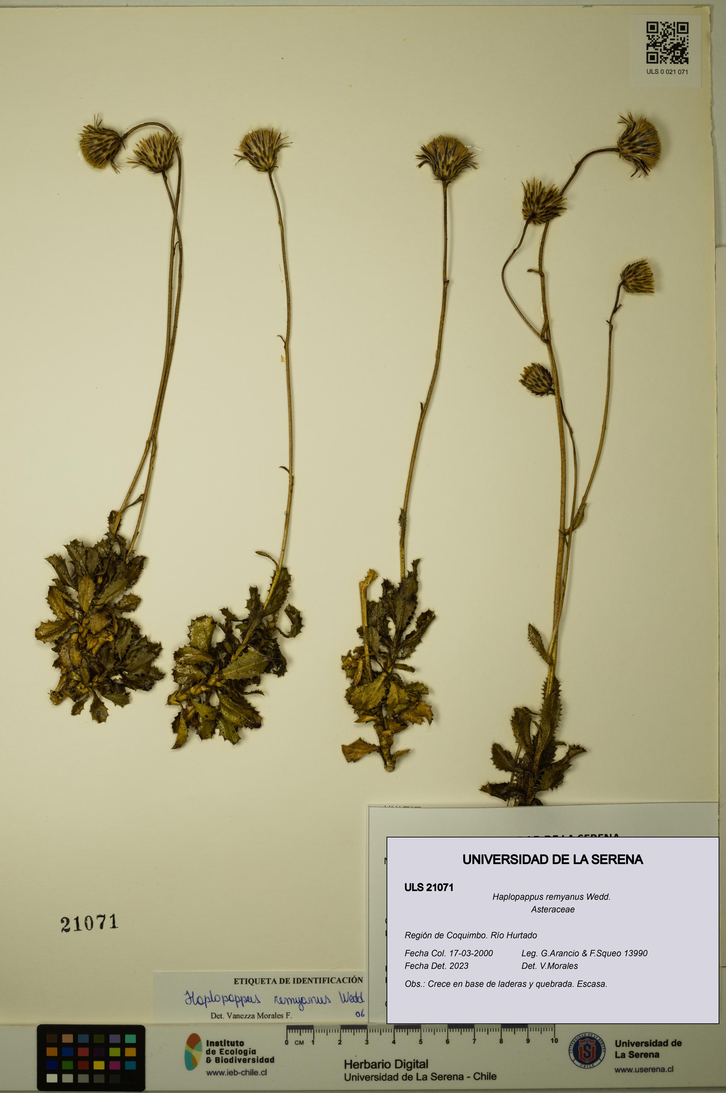 Haplopappus remyanus [Espécimen: ULS:ULS:0021071]