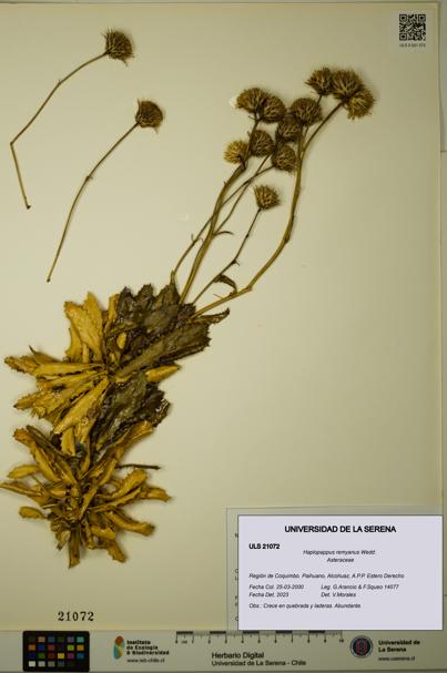 Haplopappus remyanus [Espécimen: ULS:ULS:0021072]