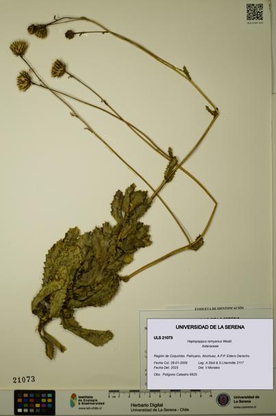 Haplopappus remyanus [Espécimen: ULS:ULS:0021073]